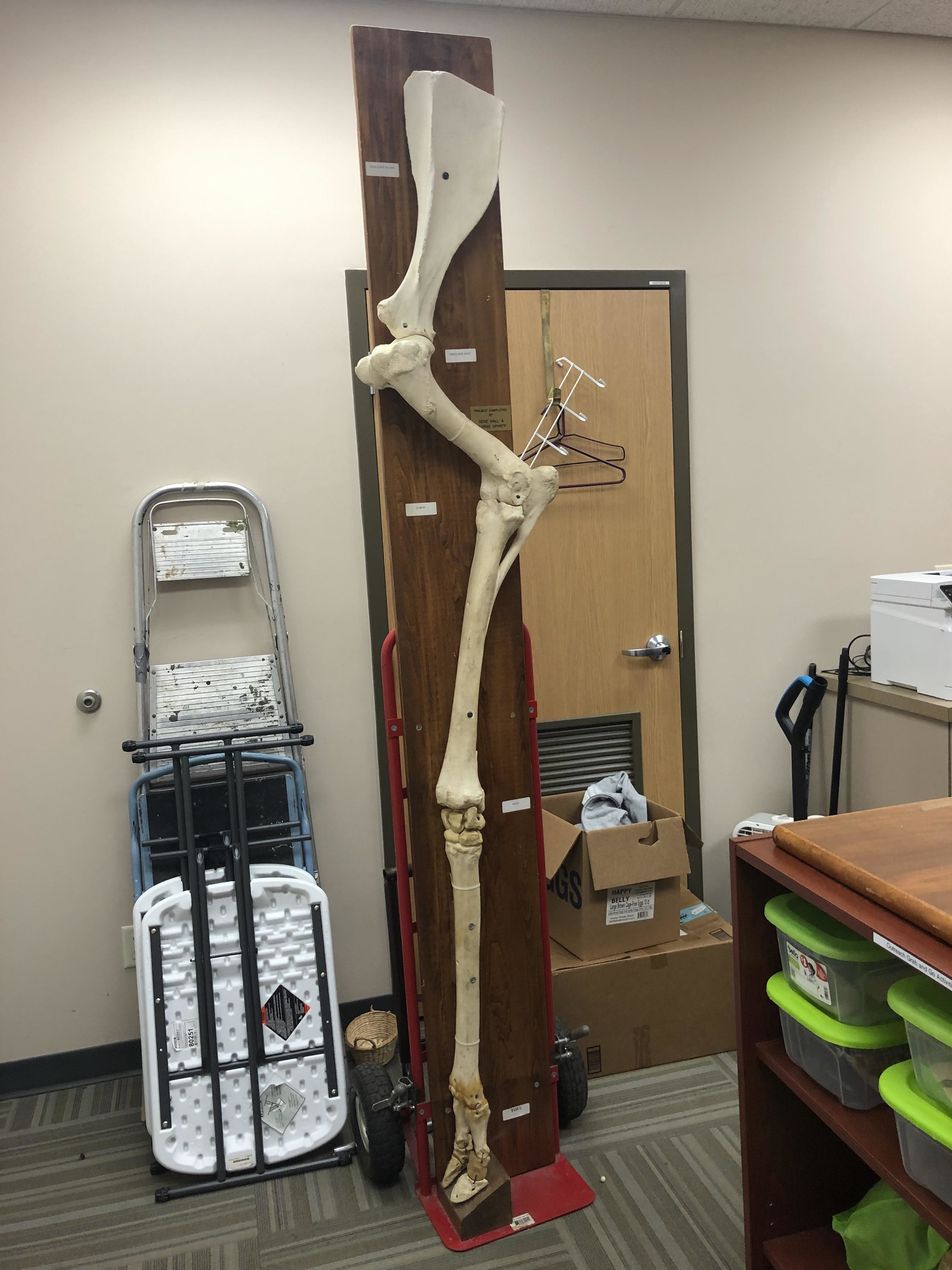 A foot, leg, and thigh bone extending above the height of an office door