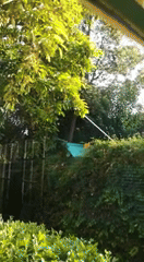 GIF of someone stealing avocados from their neighbor&#x27;s tree