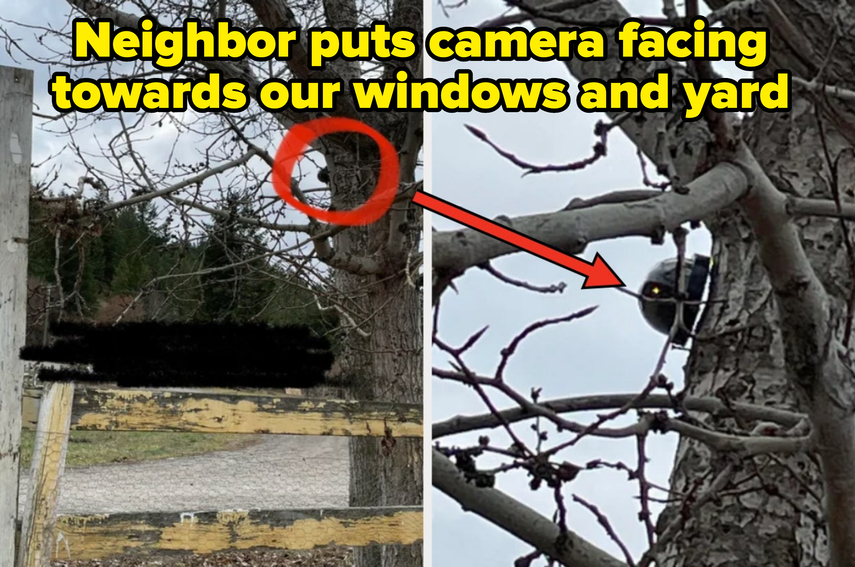 a camera in a tree
