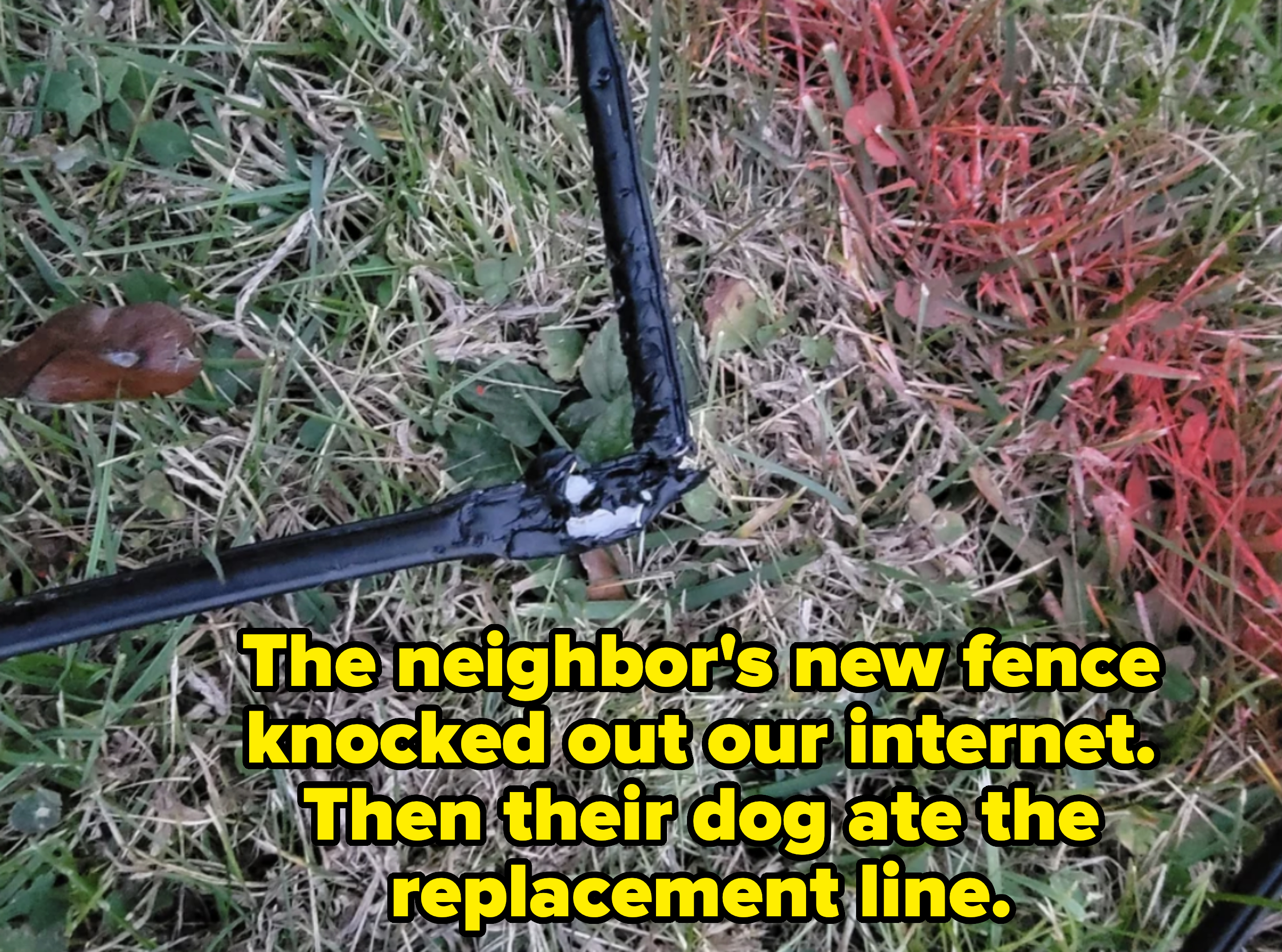 broken internet cord chewed by dog