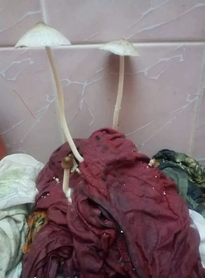 mushrooms sprouting from someone&#x27;s laundry