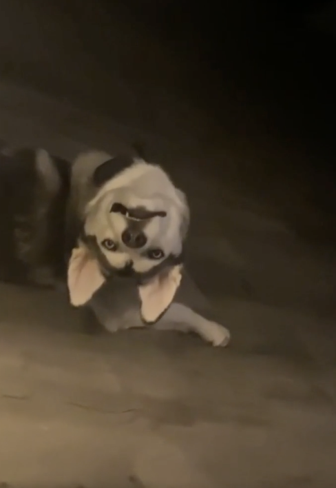 a dog with its head turned weirdly