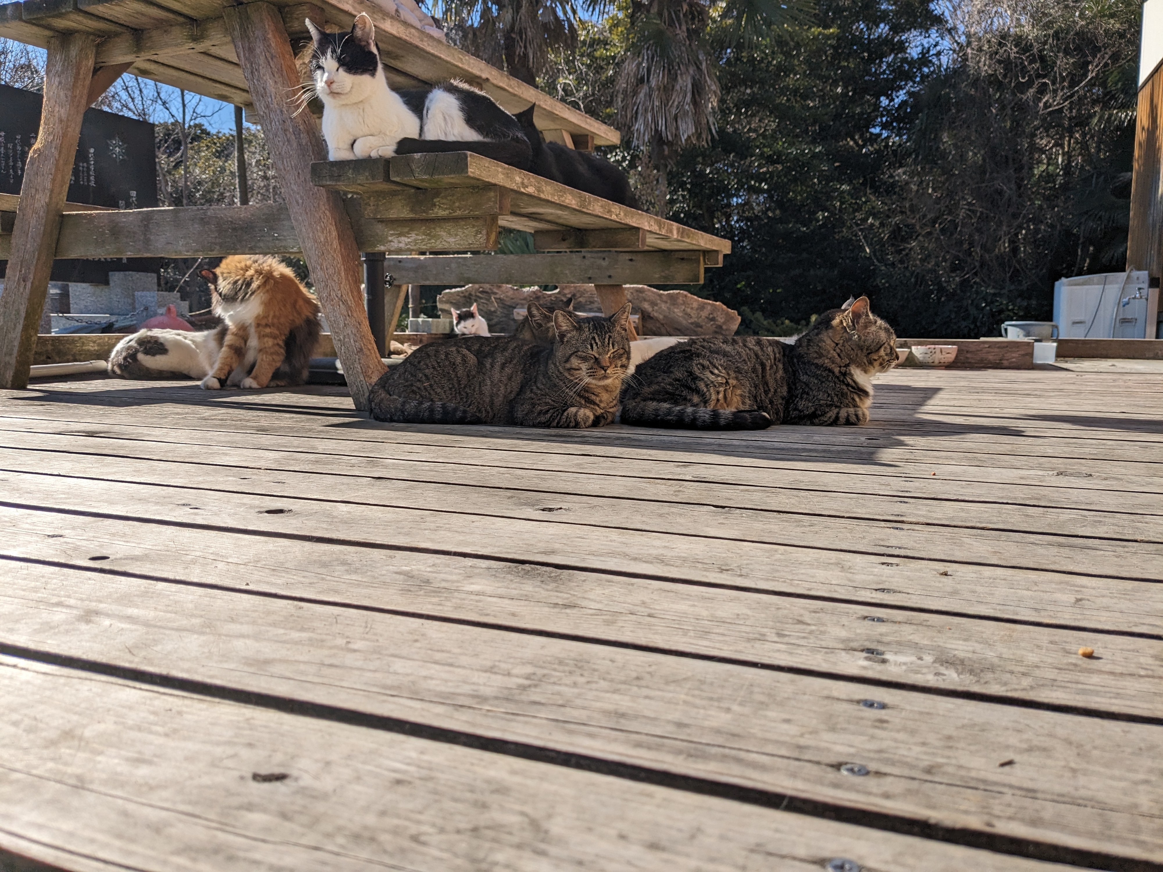 宮城県にある猫島「田代島」を知っていますか？ 行くのは大変だけど、着いた瞬間から猫・猫・猫のまさに猫好きの楽園だった！