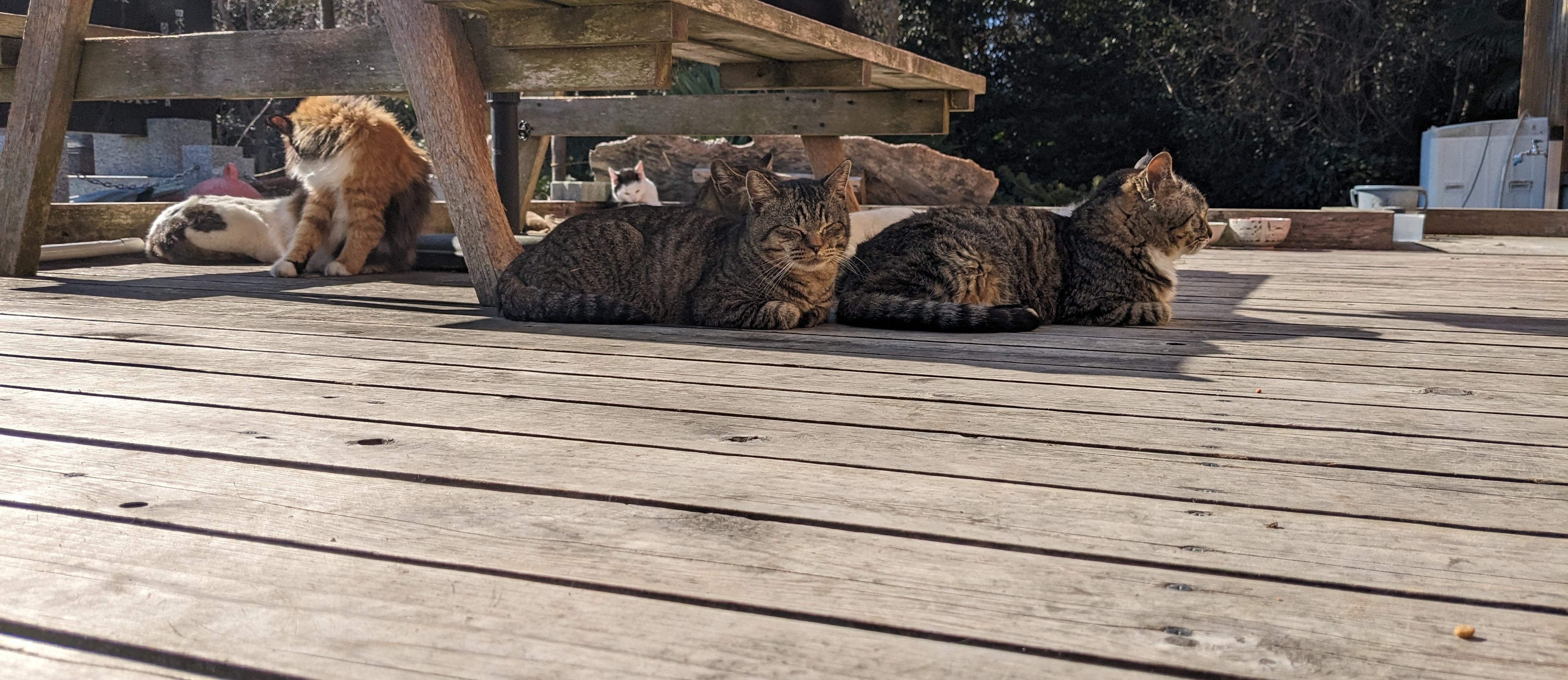 宮城県にある猫島「田代島」を知っていますか？ 行くのは大変だけど  