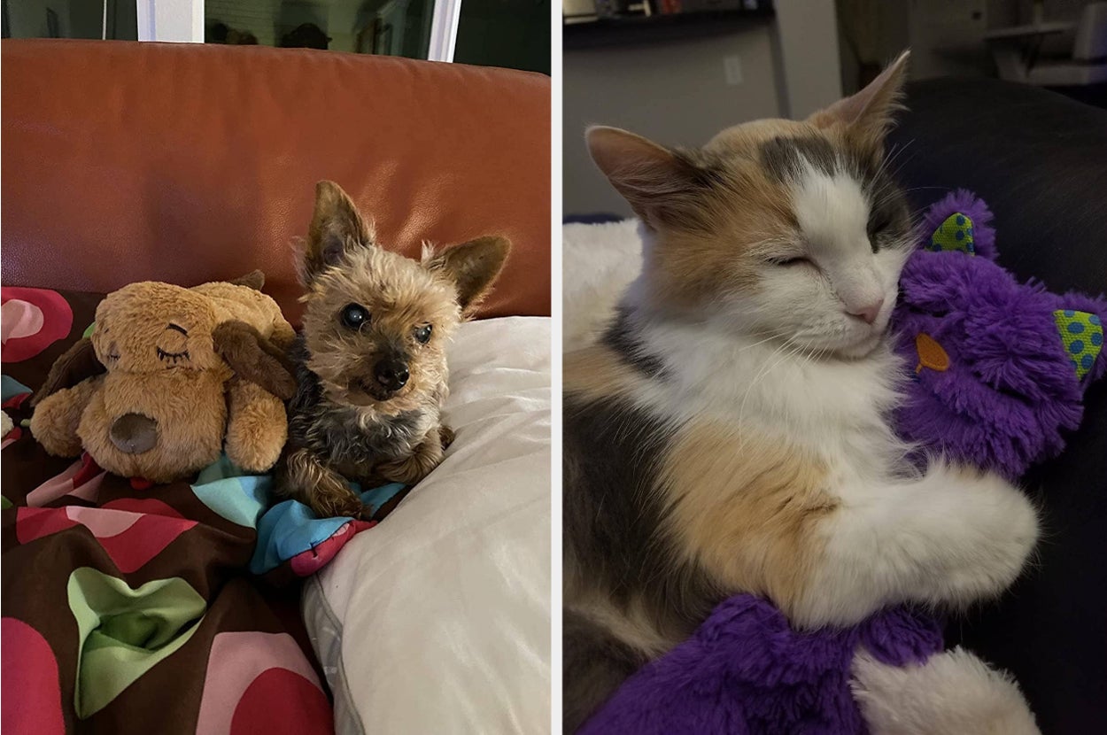 The treat puzzle toy and the dinosaur cat sweater