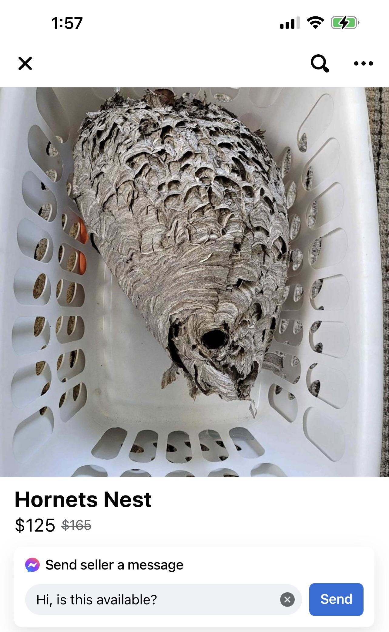 Large hornet&#x27;s nest inside a white plastic basket for sale for $125, originally $165, displayed on an online marketplace