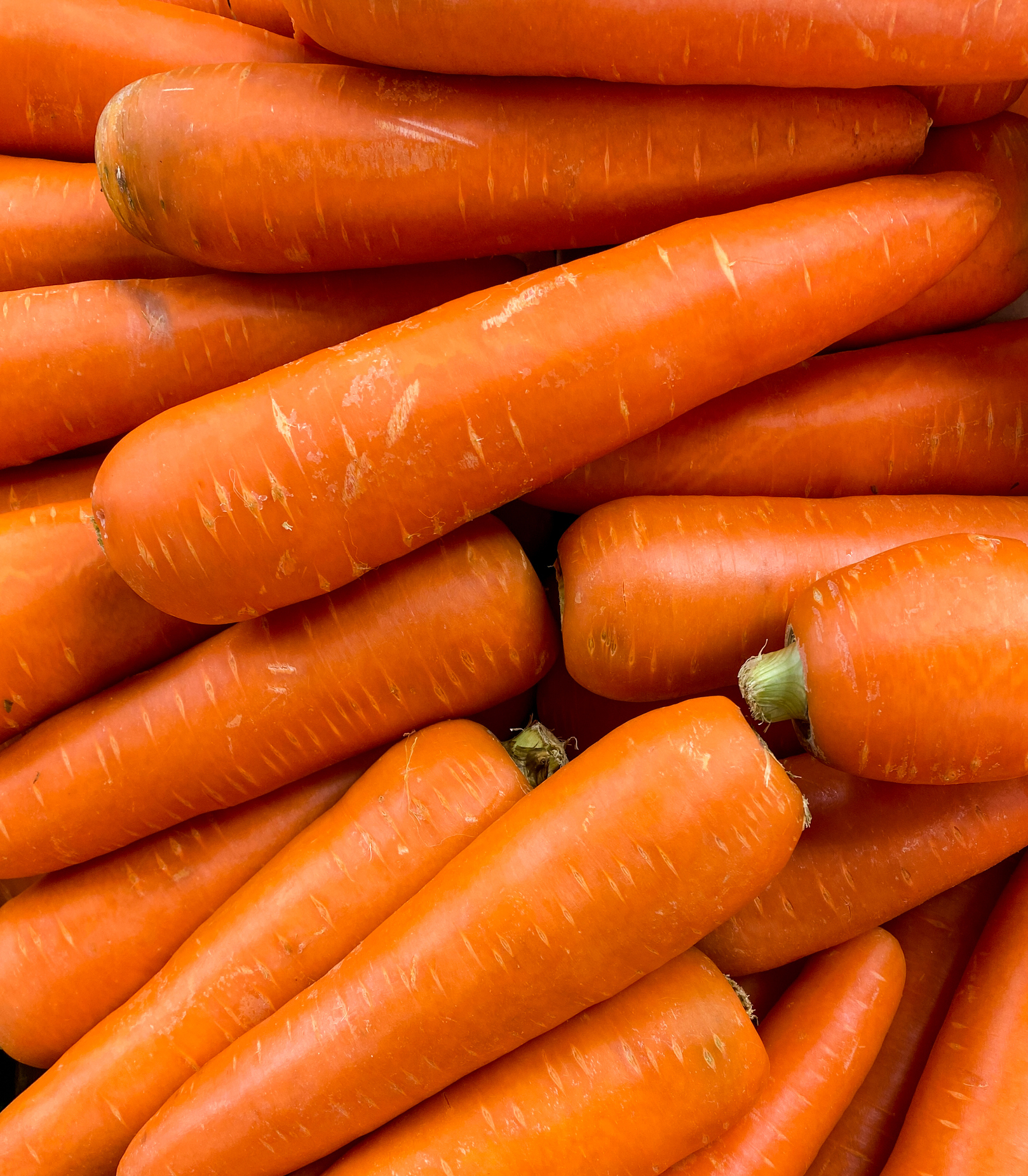 A pile of fresh carrots