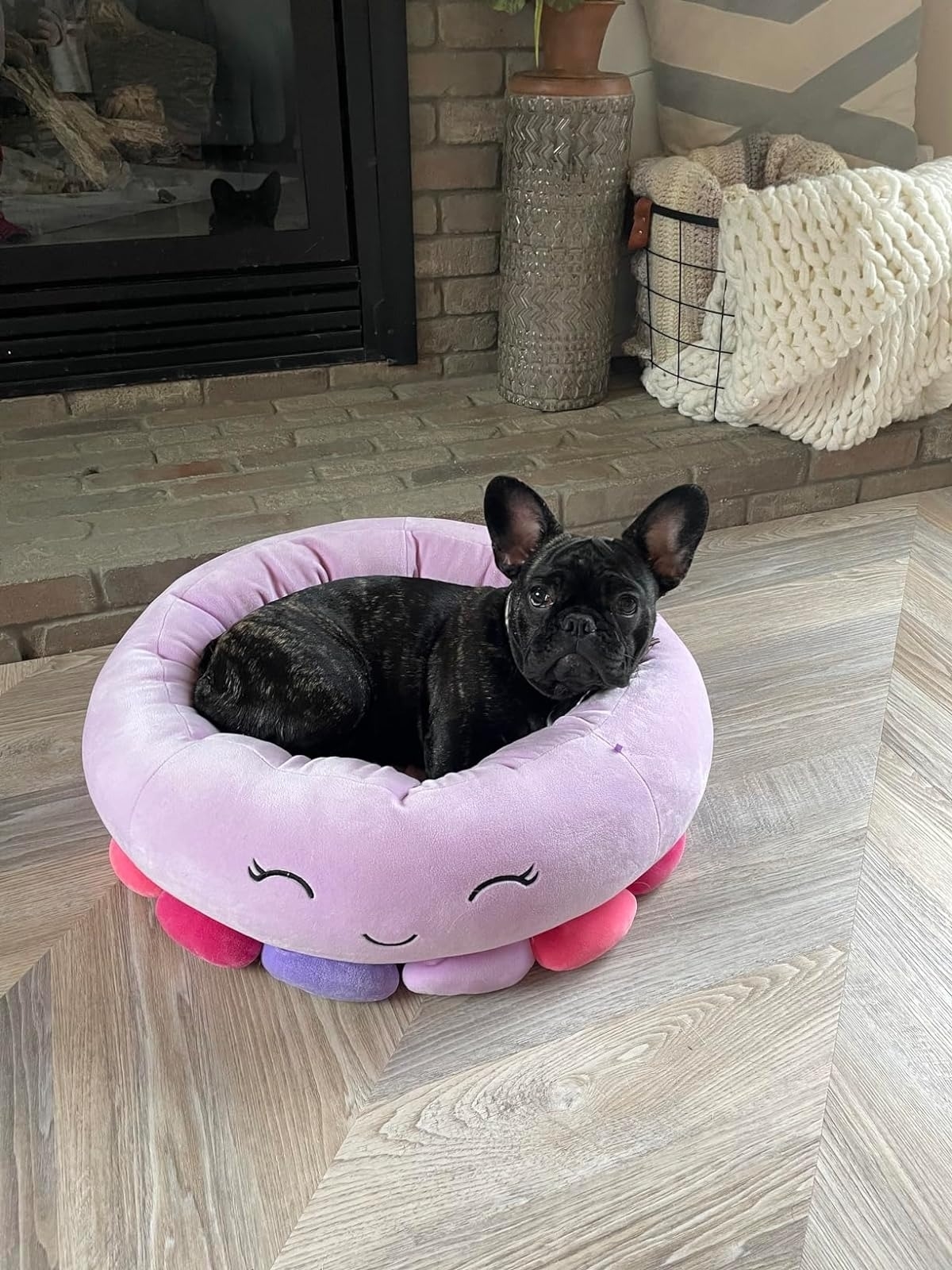 French bulldog cheap puppy supplies