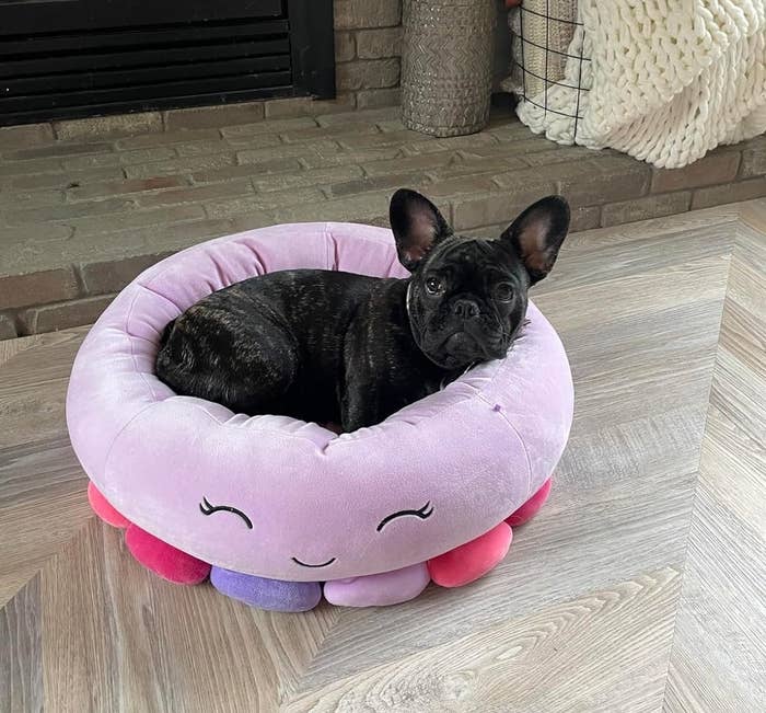 French Bulldog sitting in a plush, smiling cushion shaped like an octopus
