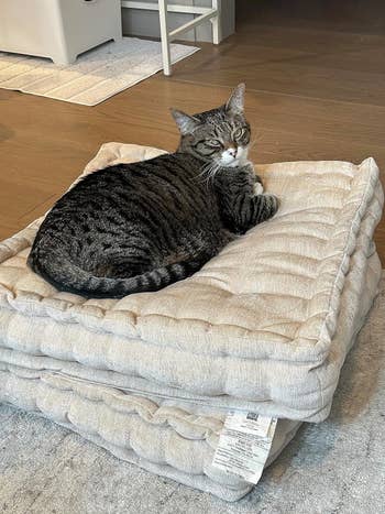 A reviewer's cat lounging on a stack of gray pillows in a home setting