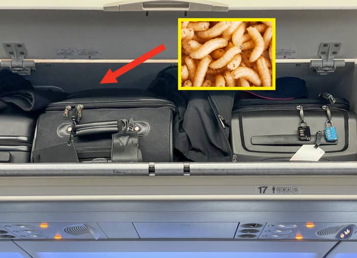 Overhead compartment on airplane with various bags and a jacket stowed inside