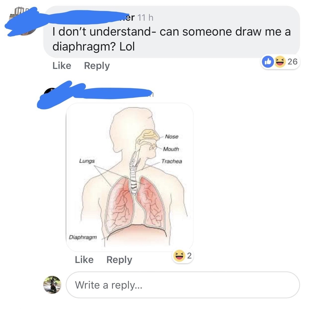 A screenshot of a social media post, with someone saying &quot;I don&#x27;t understand — can someone draw me a diaphragm?&quot; with someone else attaching a diagram of the the human respiratory system, highlighting the diaphragm