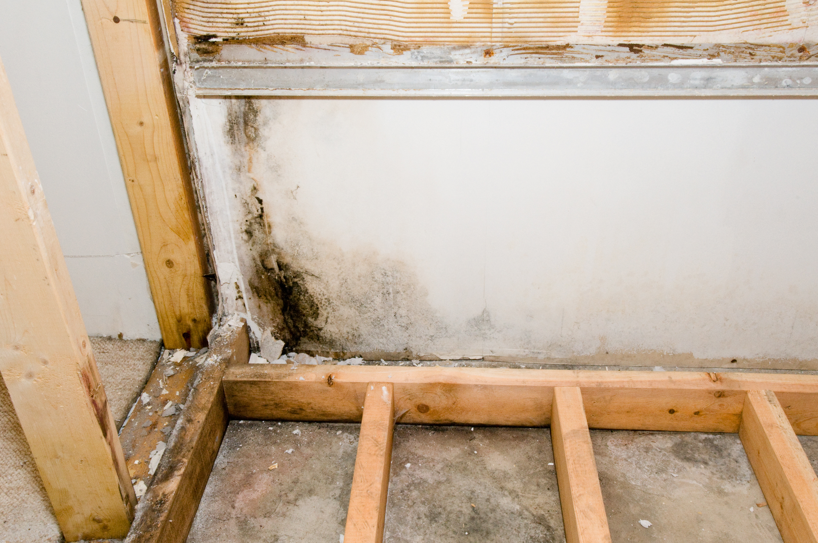 Mold growth on a wall behind removed baseboards with visible wooden studs