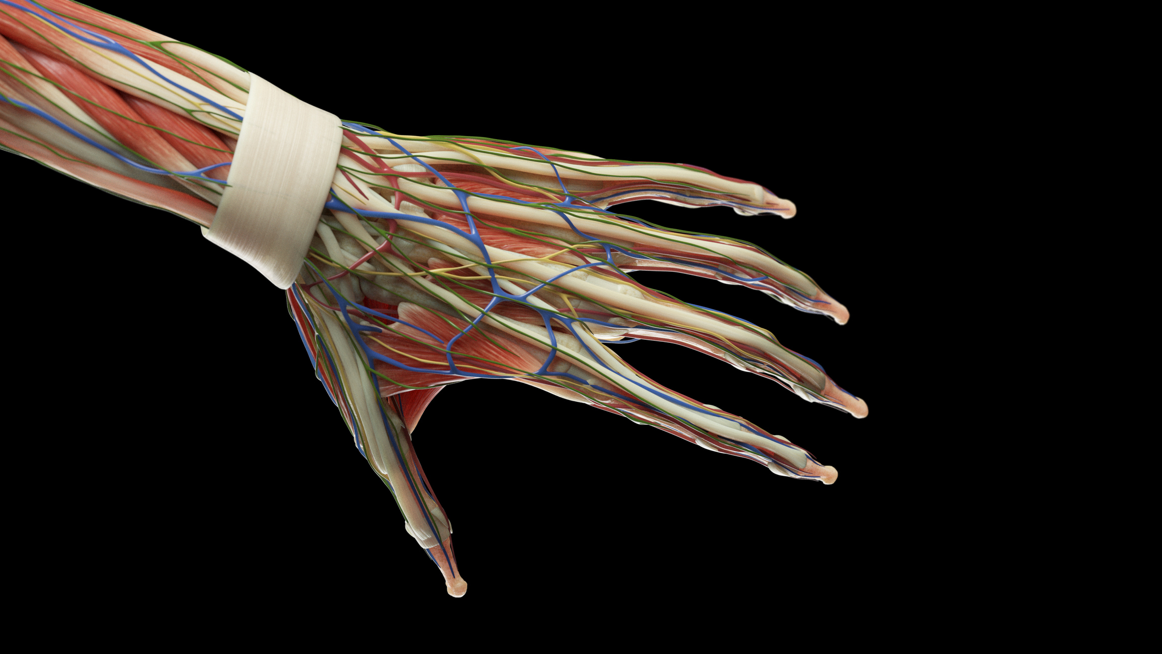An anatomical model showing the intricate network of muscles, tendons, and nerves in a human hand
