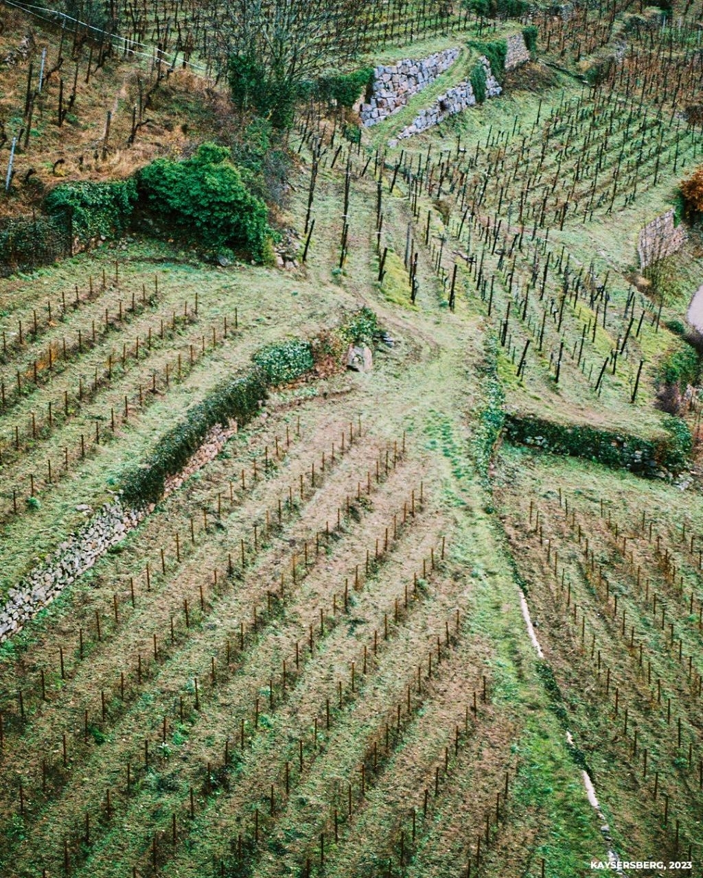 Aerial view of terraced vineyard with bare vines and a walking path