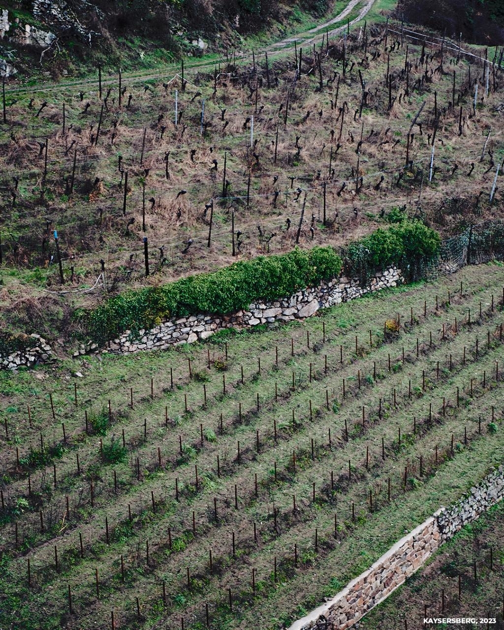 Aerial view of a vineyard with dormant vines and a stone wall dividing the terraces