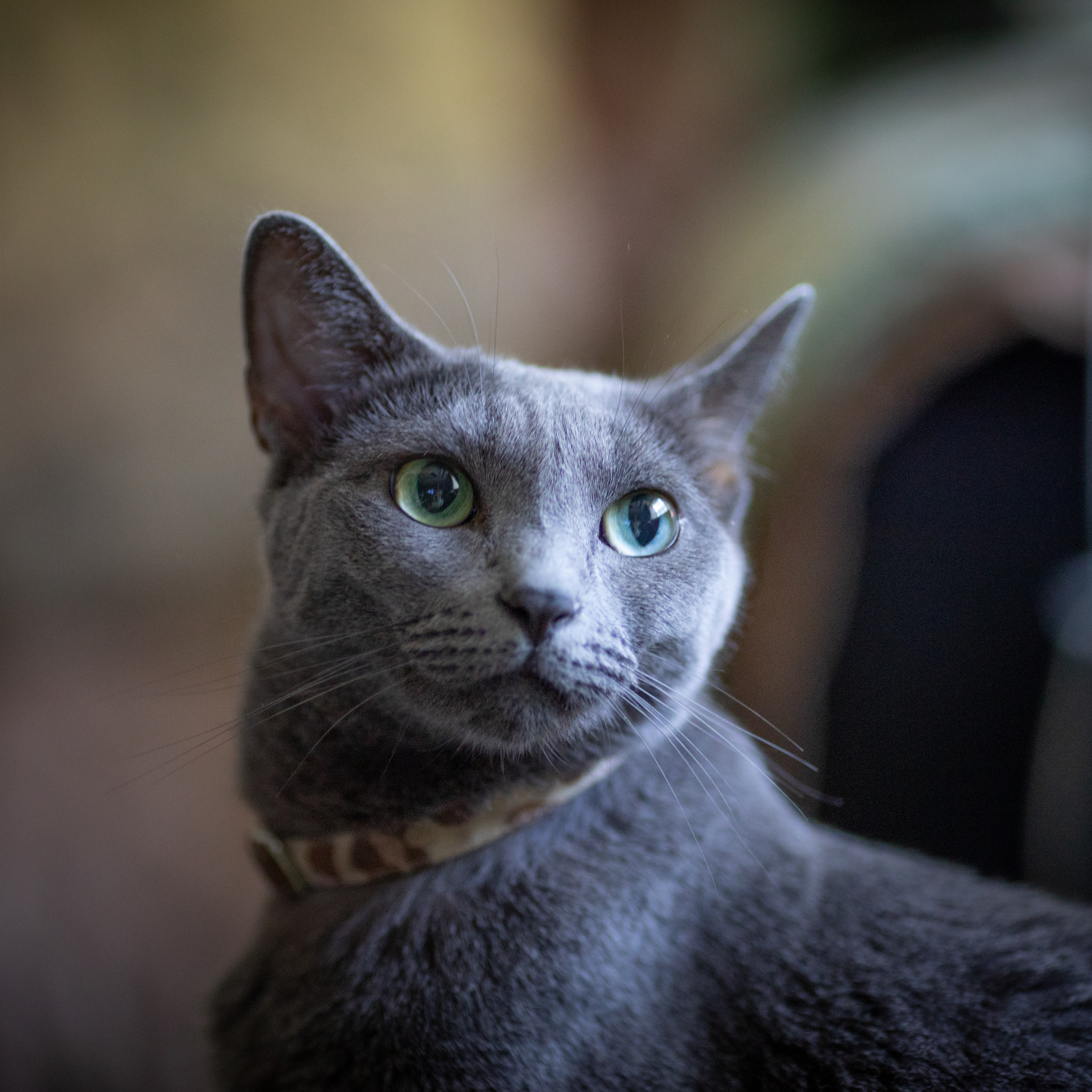 A close-up of a grey cat with a striped collar, looking to the side