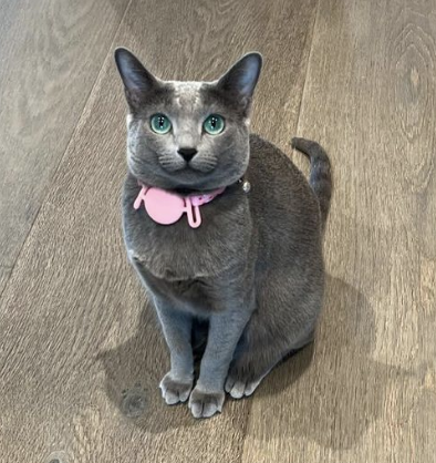 A gray cat with a pink collar sitting on a wooden floor, looking upwards