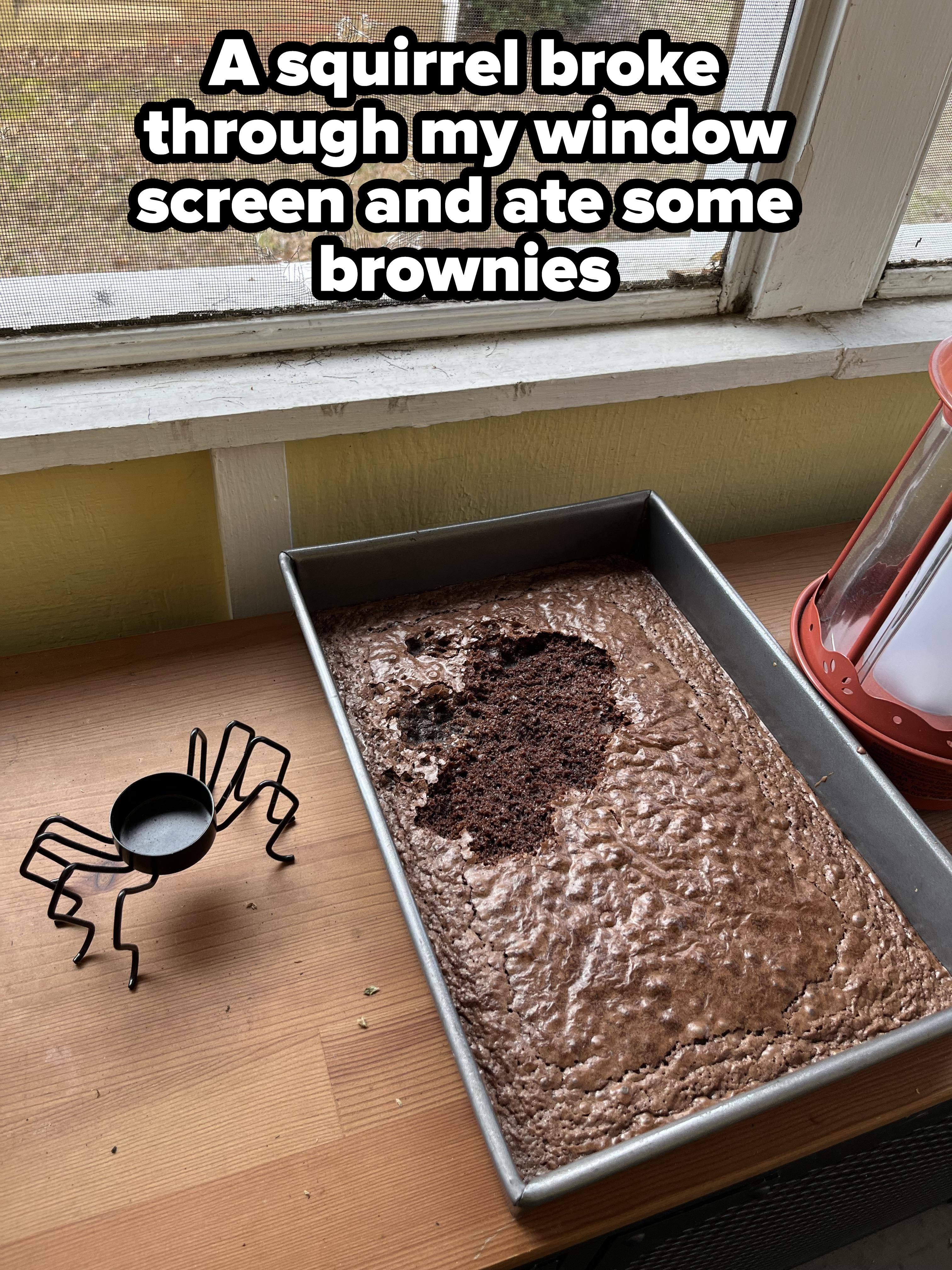 A pan of baked brownies with a missing section and a small, novelty spider decoration next to it on a windowsill