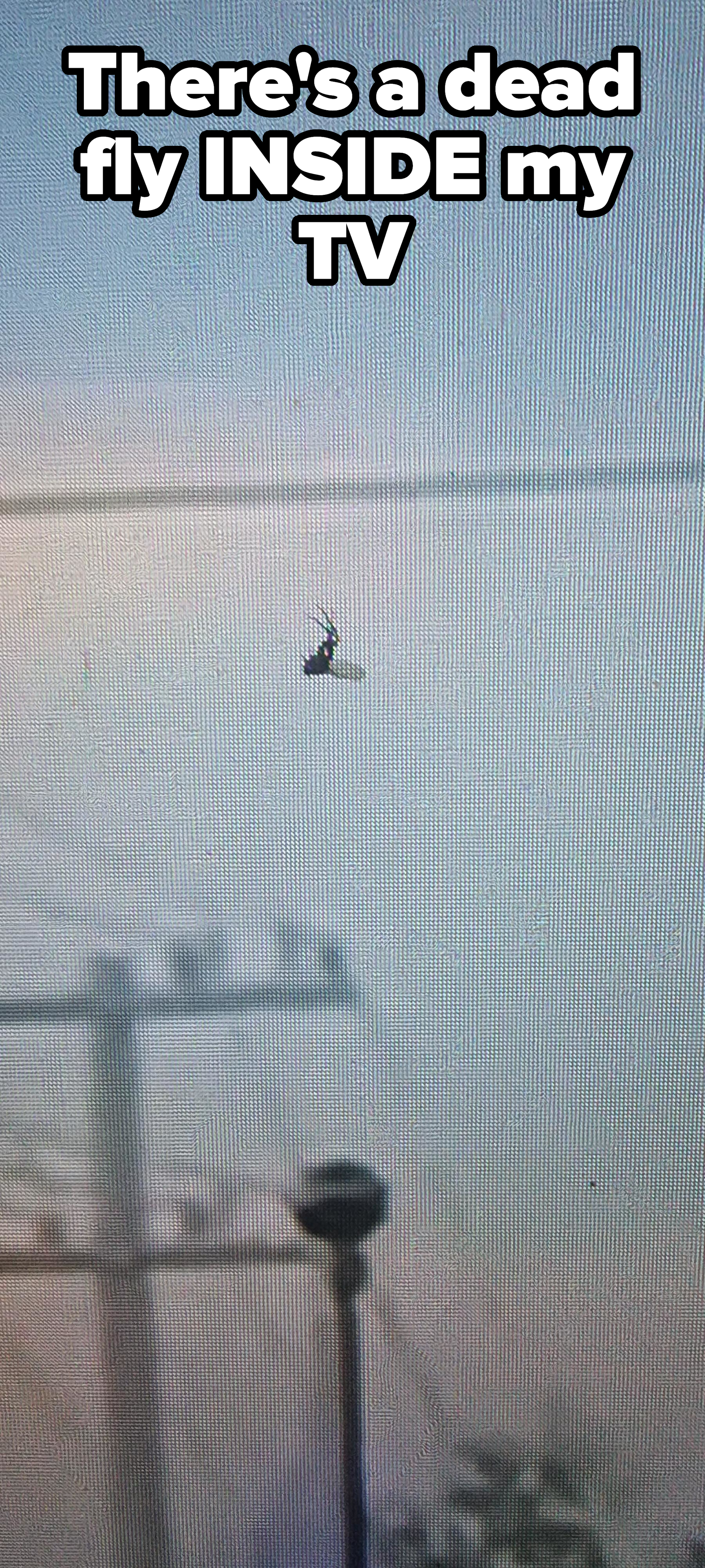 &quot;There&#x27;s a dead fly inside my TV&quot; showing an insect inside a TV screen