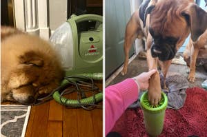 buzzfeed writer's dog sleeping next to green portable vacuum and reviewer placing dog's paw into green portable cleaner