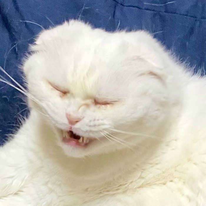 白い猫が目を閉じて口を開けている様子。