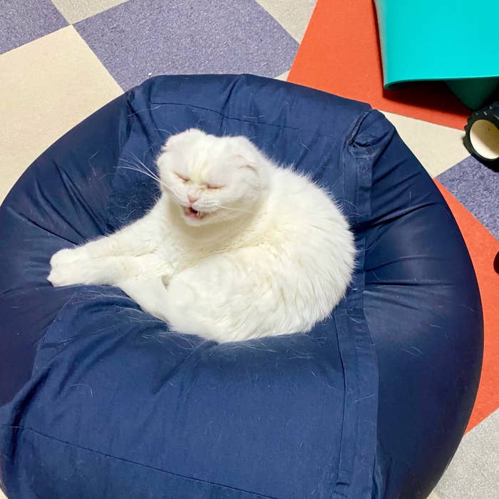 真っ白な猫が青いビーンバッグチェアに座っている。