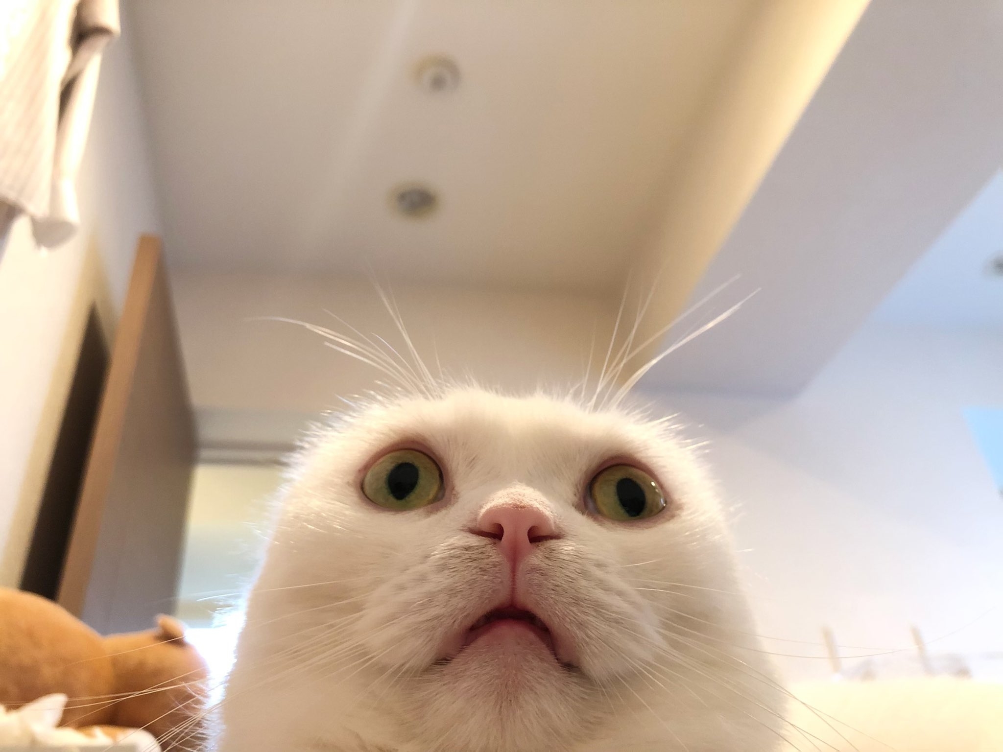 目を見開いた猫がカメラを見上げている。