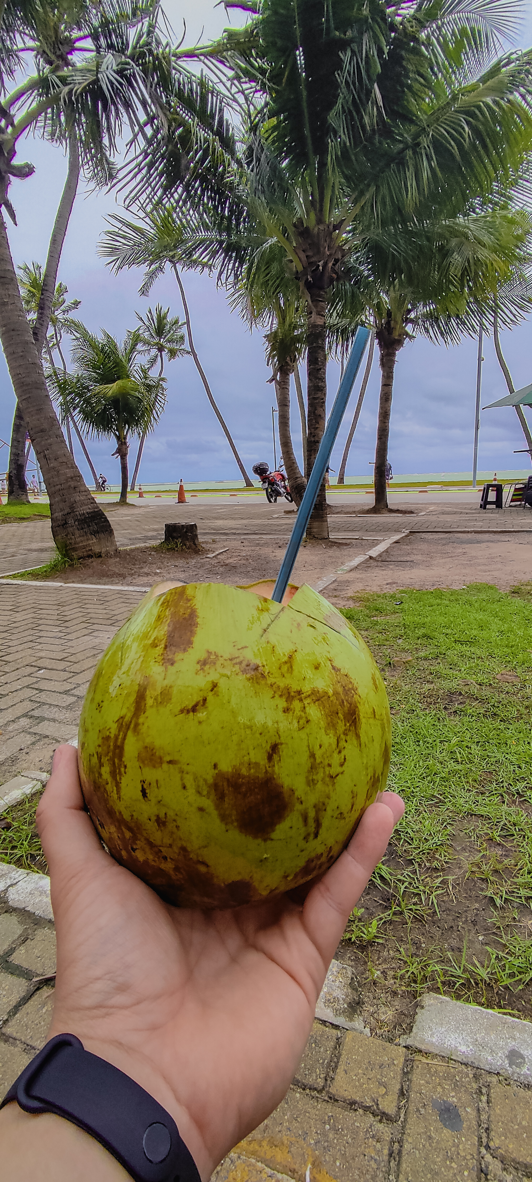 Person holding a coconut with palm trees and a beachfront walkway in the background