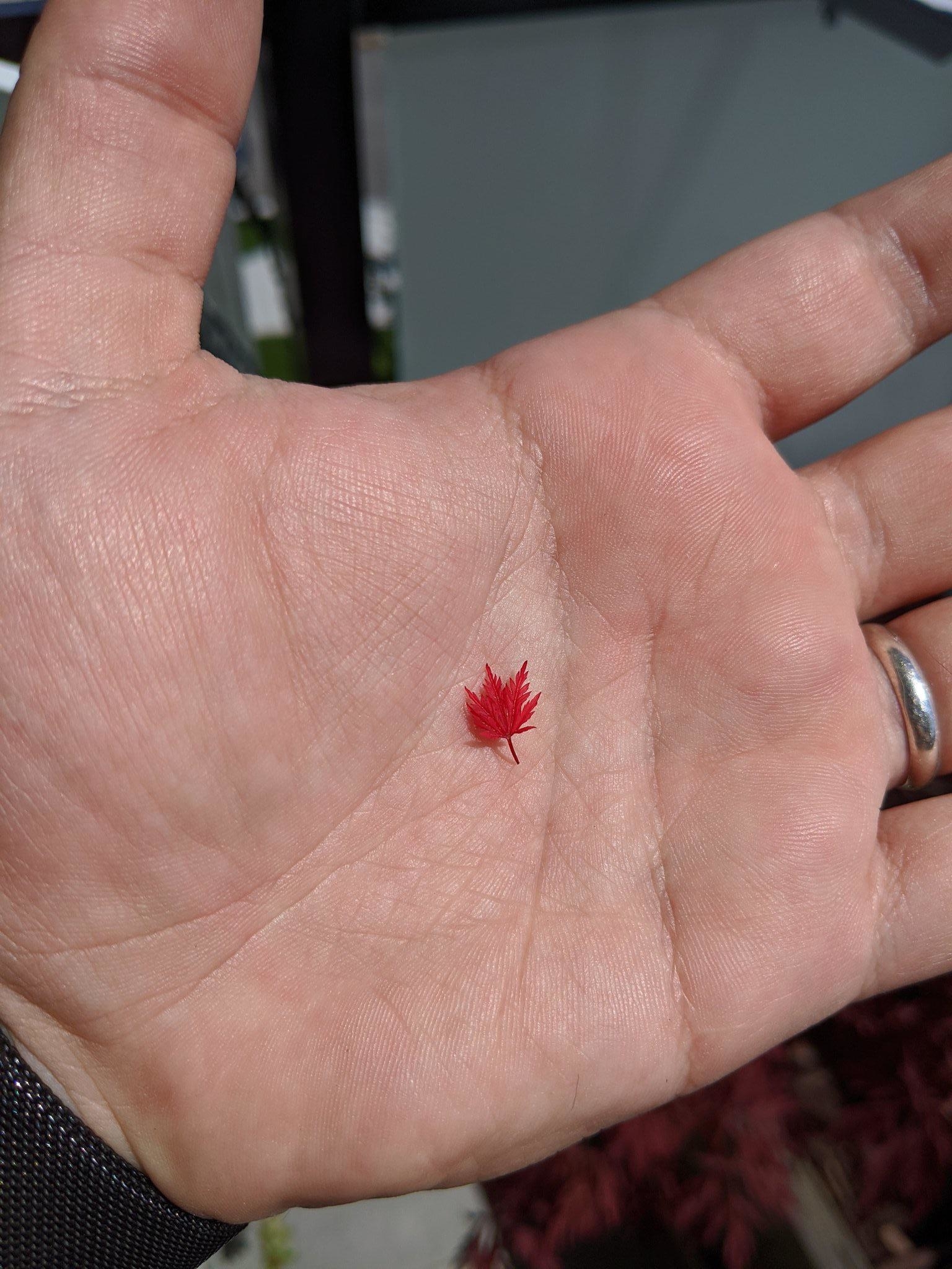 A tiny red leaf rests in the center of a person&#x27;s open palm