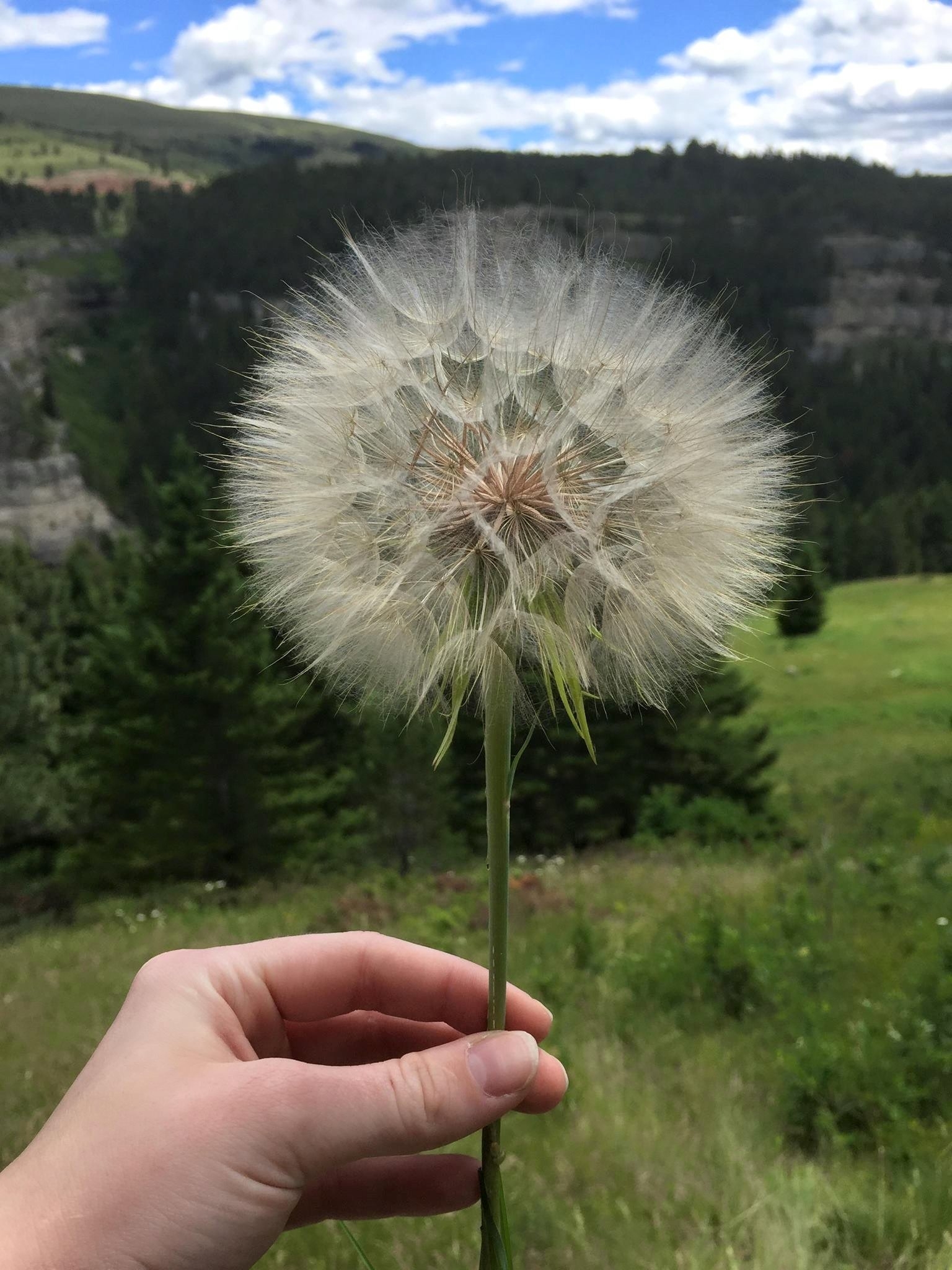 Close-up of a hand holding a large dandelion seed head with a grassy field and trees in the background