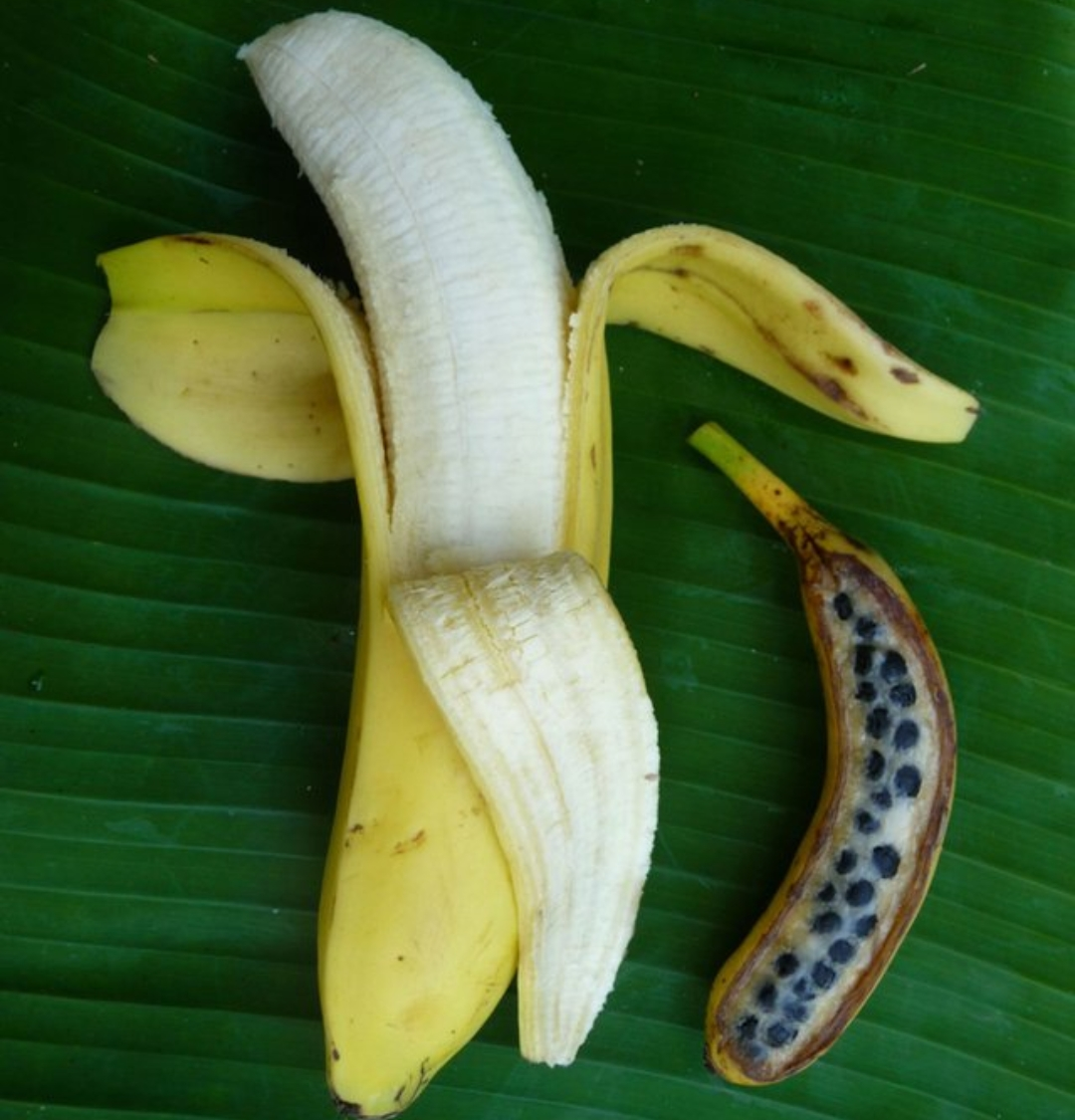 A banana peeled open next to a much smaller, half sliced banana displaying its unexpected blue and seed-filled interior