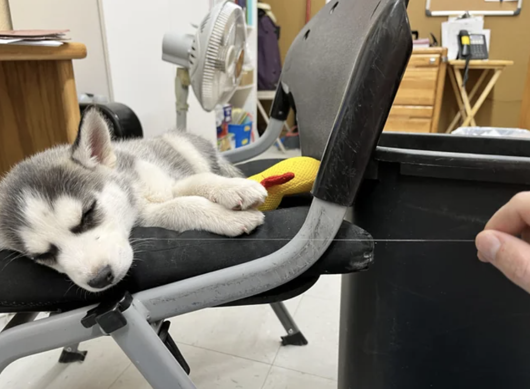 Siberian Husky puppy asleep on a chair with a hand pulling on a really long whisker to show how long it is