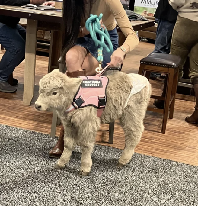 Person holding a leash of an emotional support animal that&#x27;s a small cow