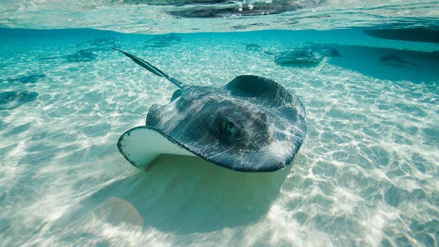 Stingray swimming near the surface of clear water with other rays visible underwater