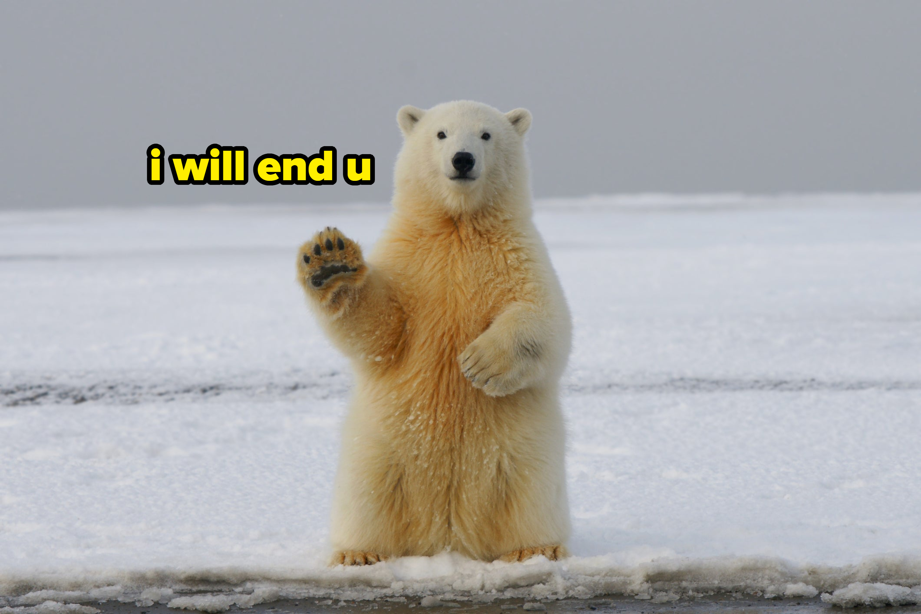 Polar bear standing upright on ice waving with one paw
