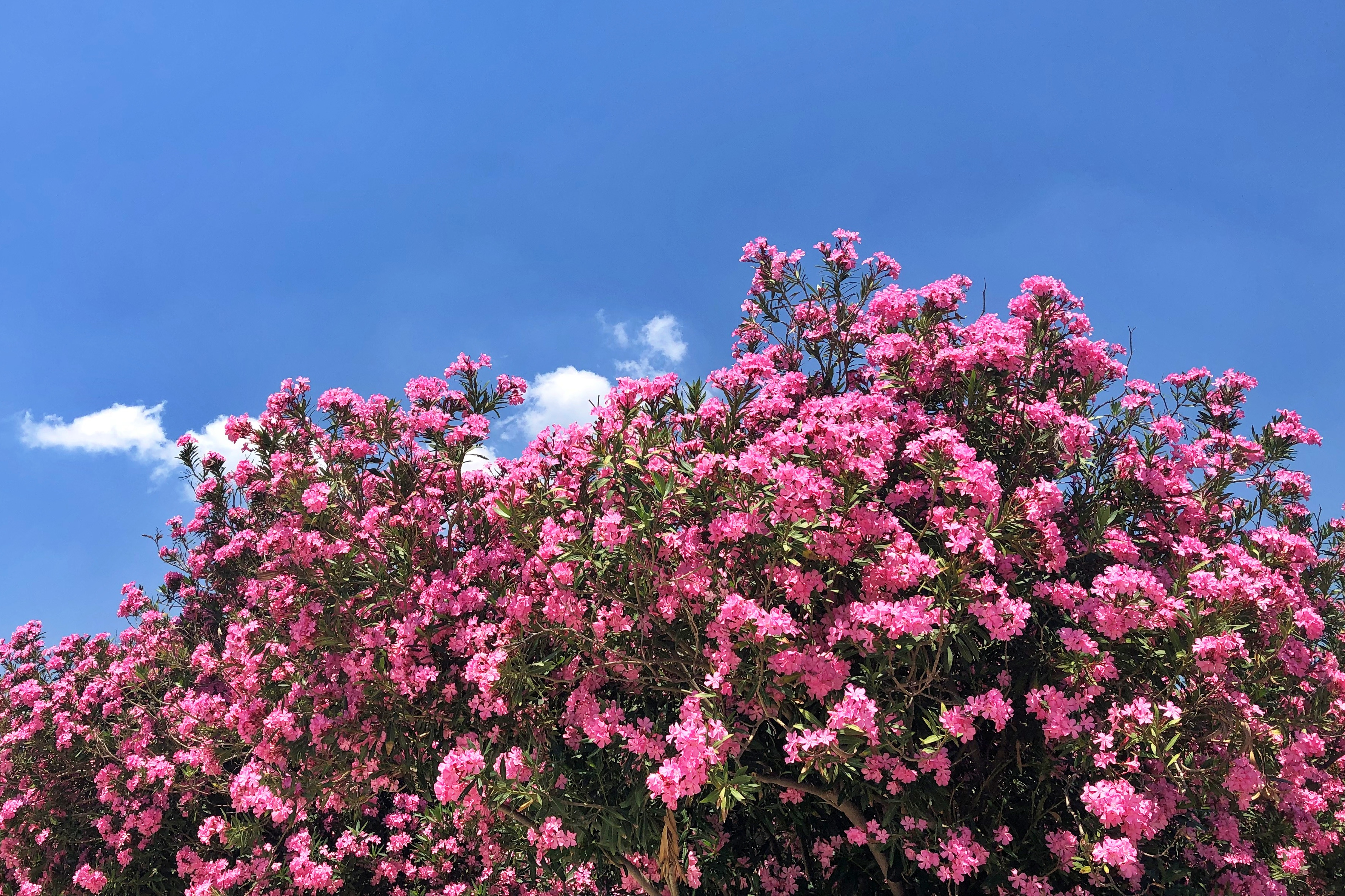 Bush with pink flowers against a blue sky