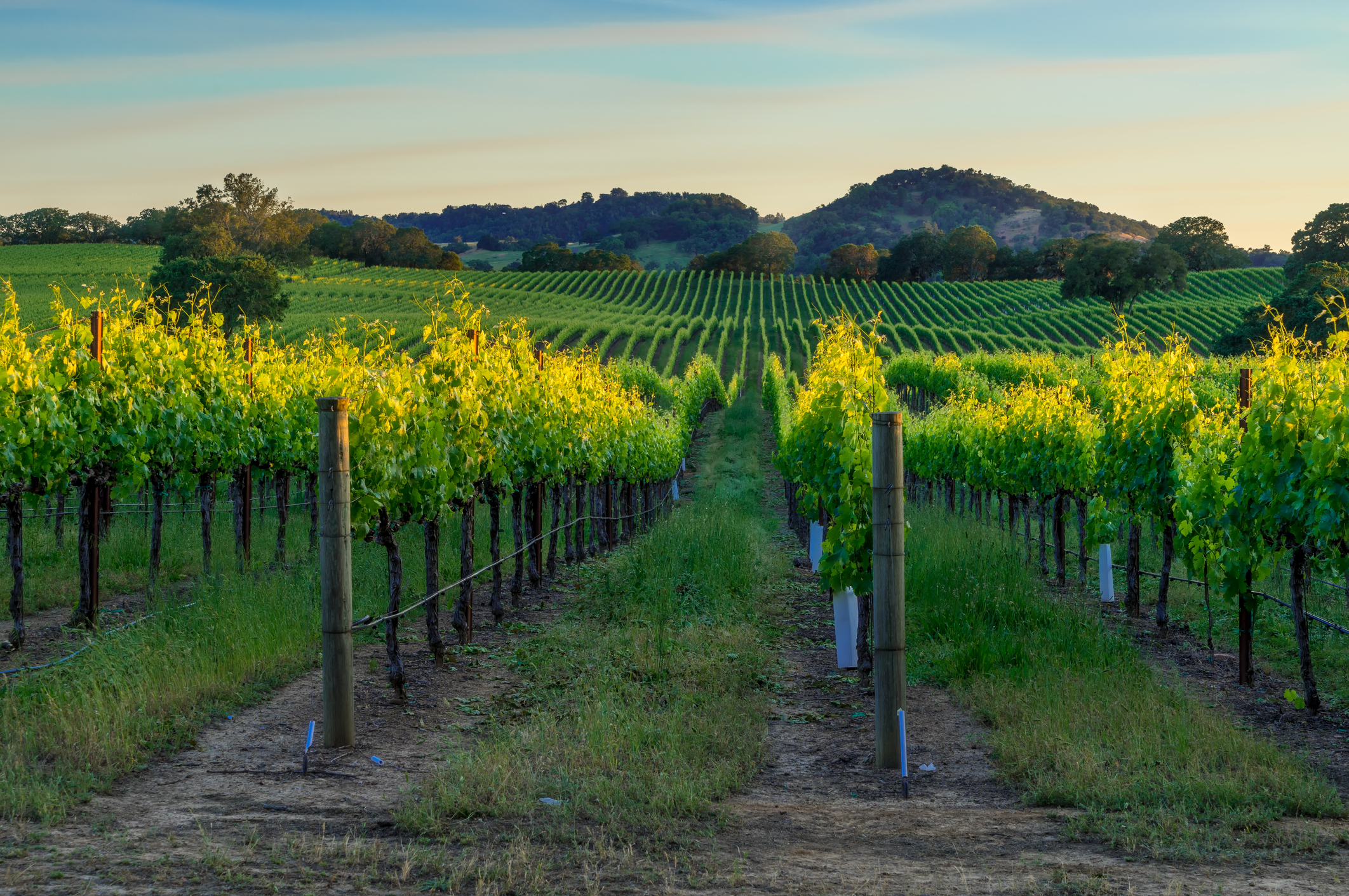 Sunset in the vineyards of Sonoma County, California