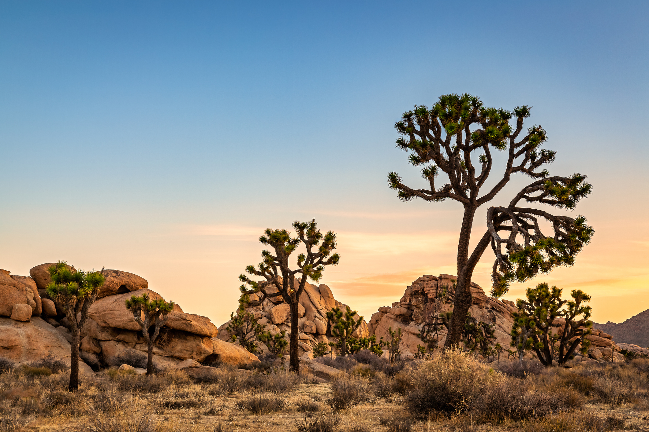 Joshua trees with rocky outcrops in a desert landscape at dusk