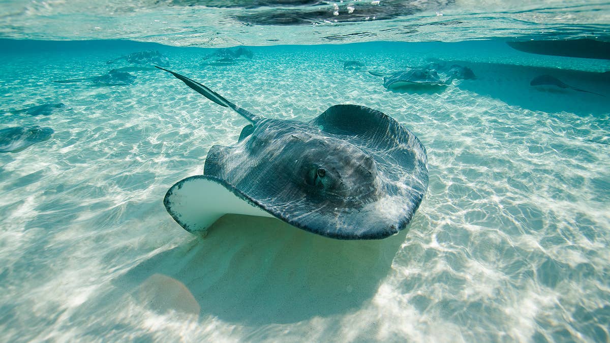 The stingray was found with multiple shark bites, which could indicate shark mating.