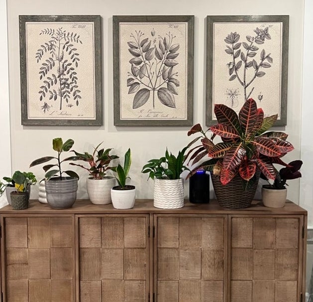 Framed botanical prints above a wooden cabinet with assorted potted plants displayed on it