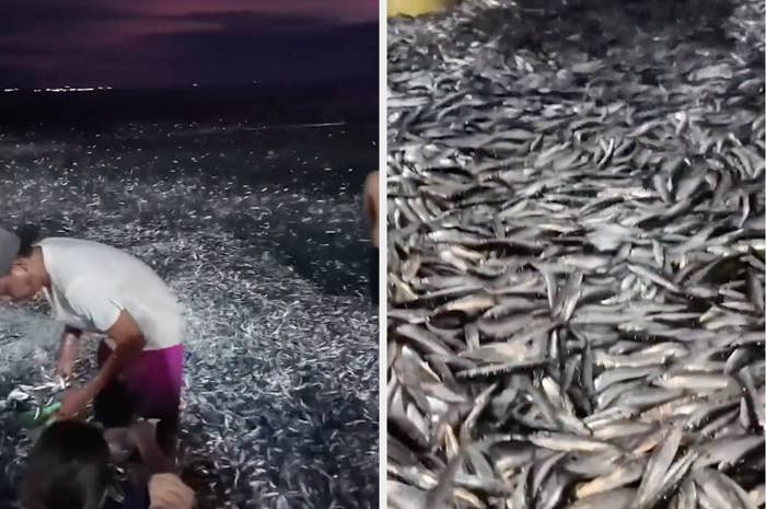 A person collecting fish amidst a massive fish die-off on a beach