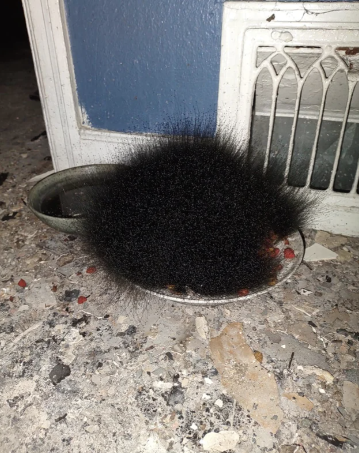 Furry black object in a pan, resembling a wig, by a door