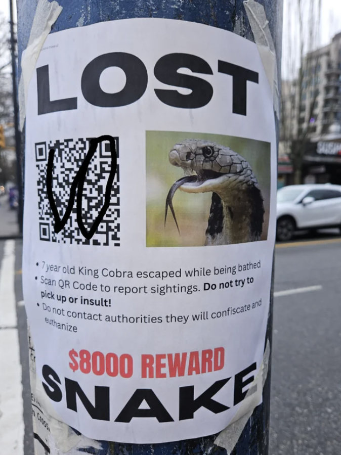 Lost snake poster with image of a King Cobra, QR code for reporting sightings, and mention of a $8000 reward