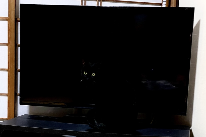 テレビの前に黒い猫