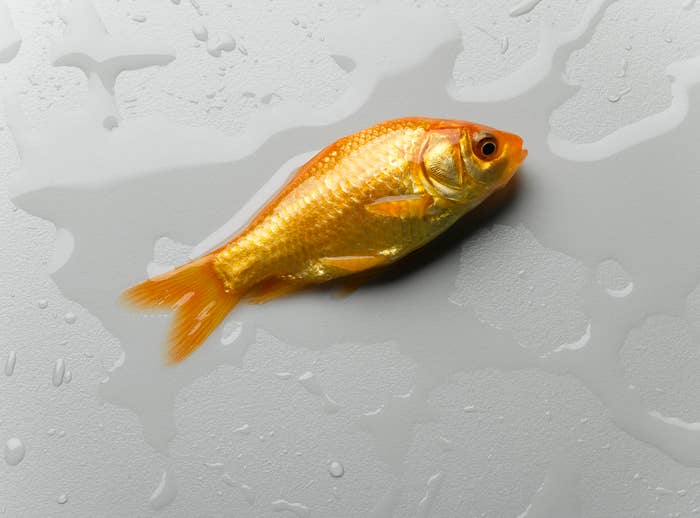 Golden fish lying on a wet surface