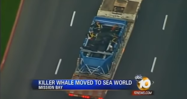 News footage of a killer whale being transported to SeaWorld San Diego