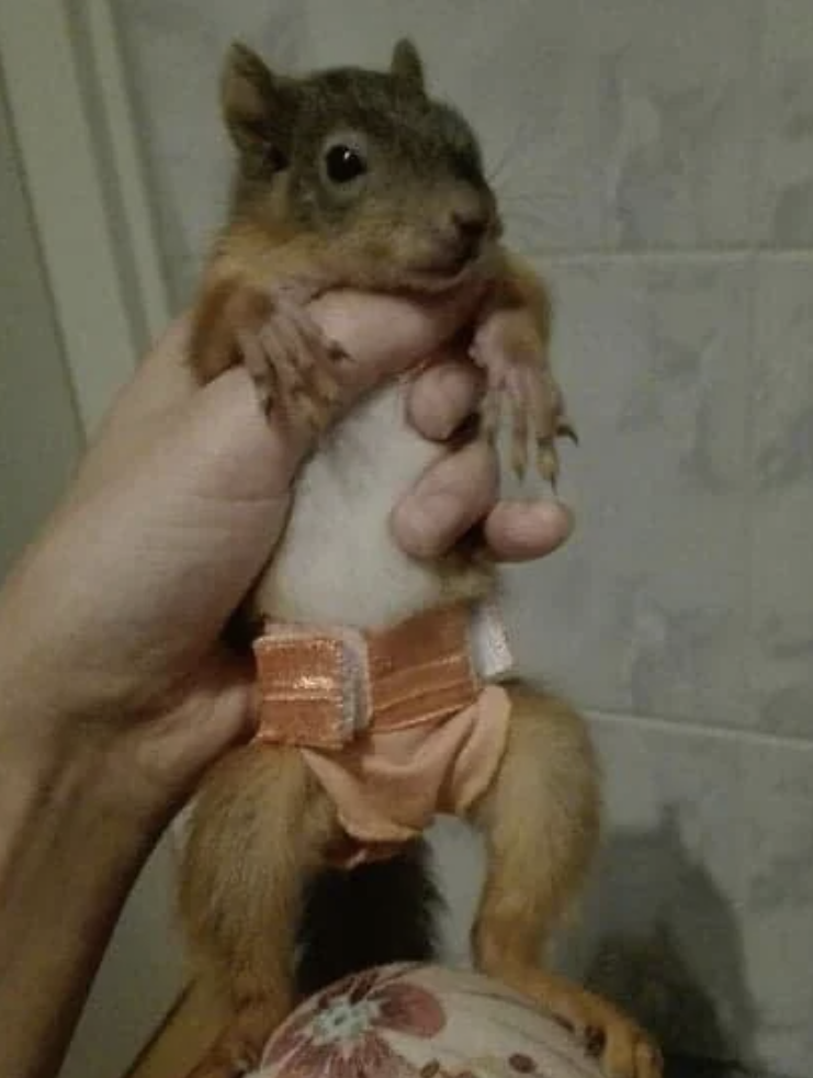 Person holds a baby squirrel wearing special pants attached to a harness for recovery