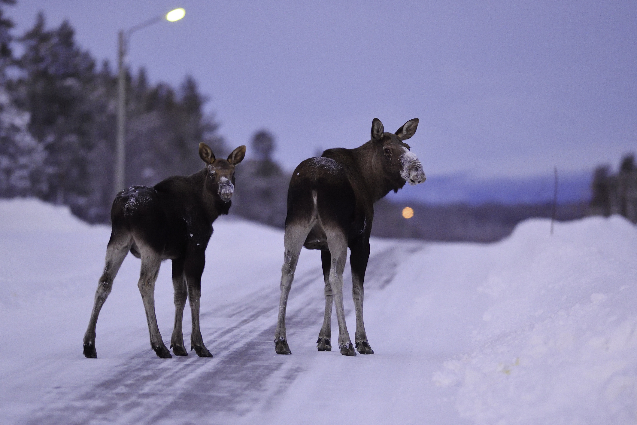 Two moose standing on a snowy road during twilight
