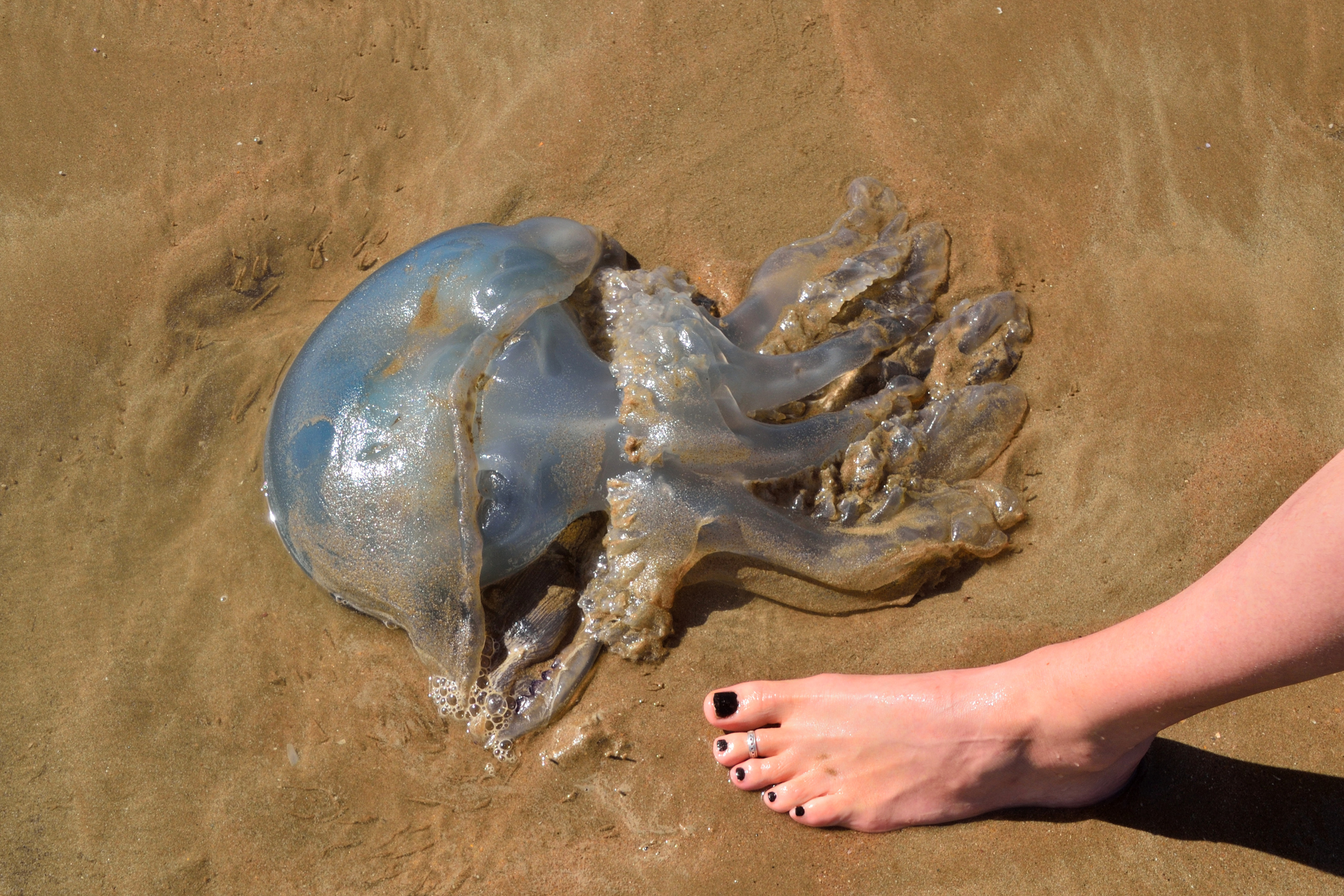A person&#x27;s foot next to a large jellyfish on the sand, demonstrating size comparison